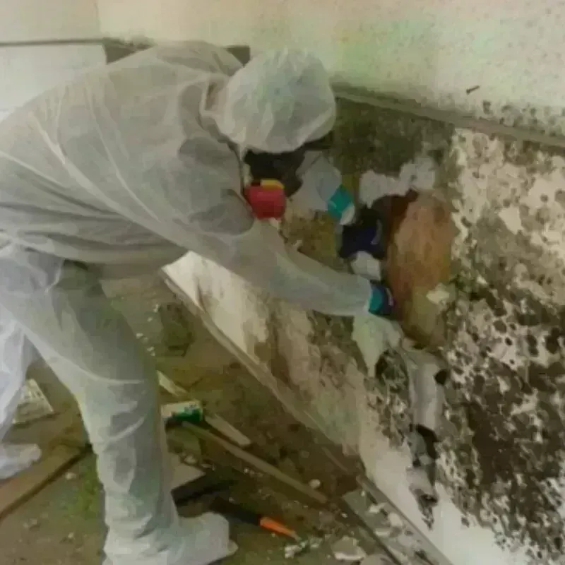 Mold Remediation and Removal in Lima, NY